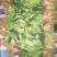 黑叶菠菜15~20厘米