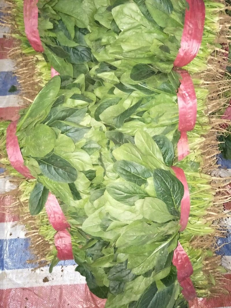 黑叶菠菜15~20厘米