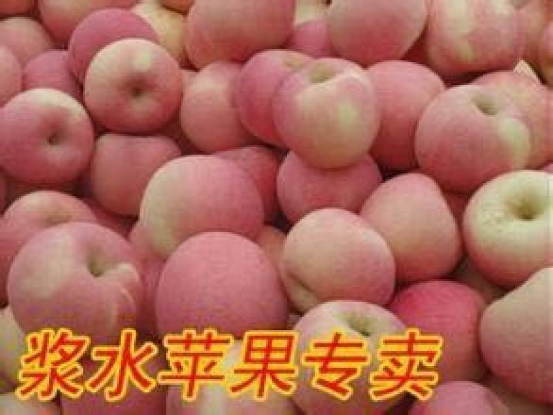 红富士苹果75mm以上膜袋