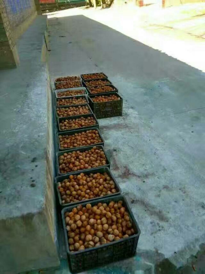 薄皮核桃30mm以上去皮干