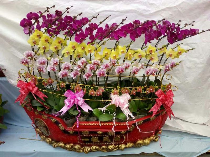 蝴蝶兰盆花带盆栽好