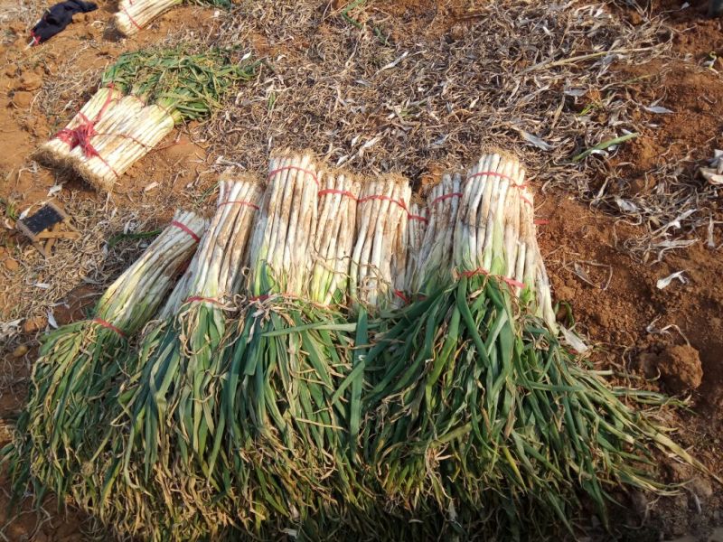 长白大葱40cm以上毛葱2cm左右