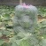 8398甘蓝0.5~1公斤