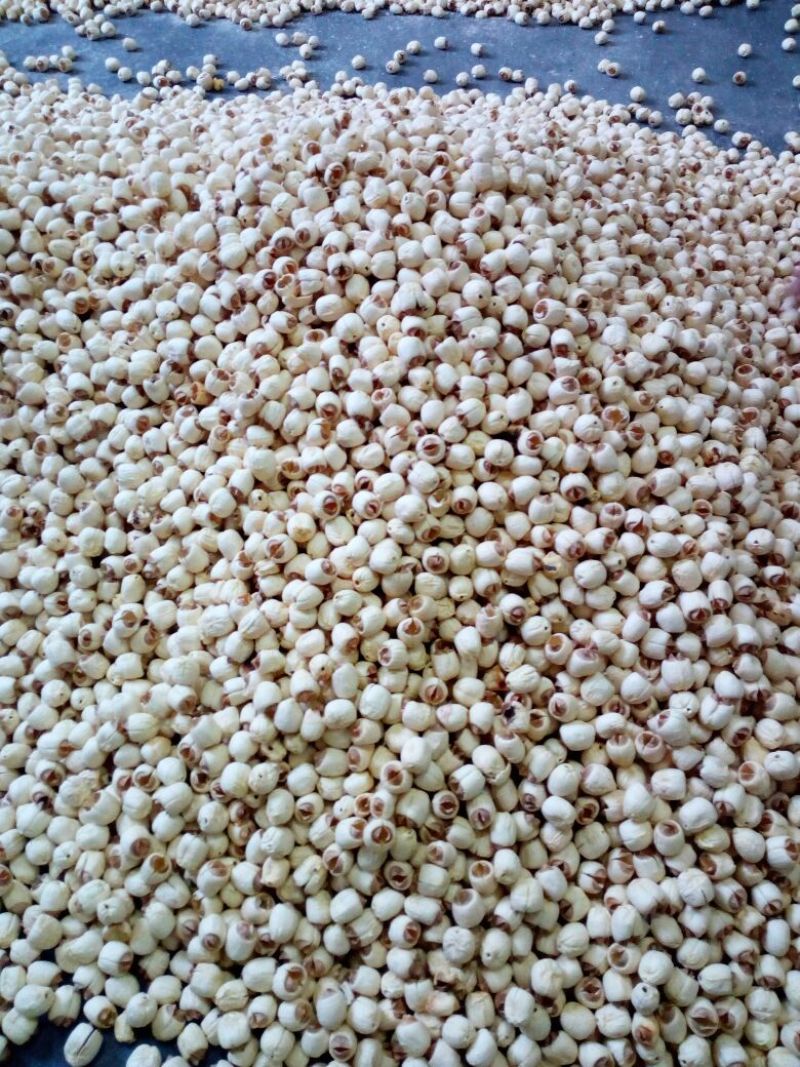 莲子广昌手工特级通芯白莲