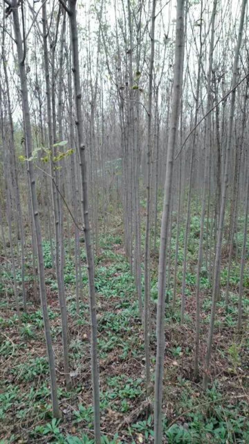 白蜡树8~10cm4~6cm