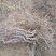 葡萄树1.1~1.5m各种规格齐全淘汰葡萄树苗大量