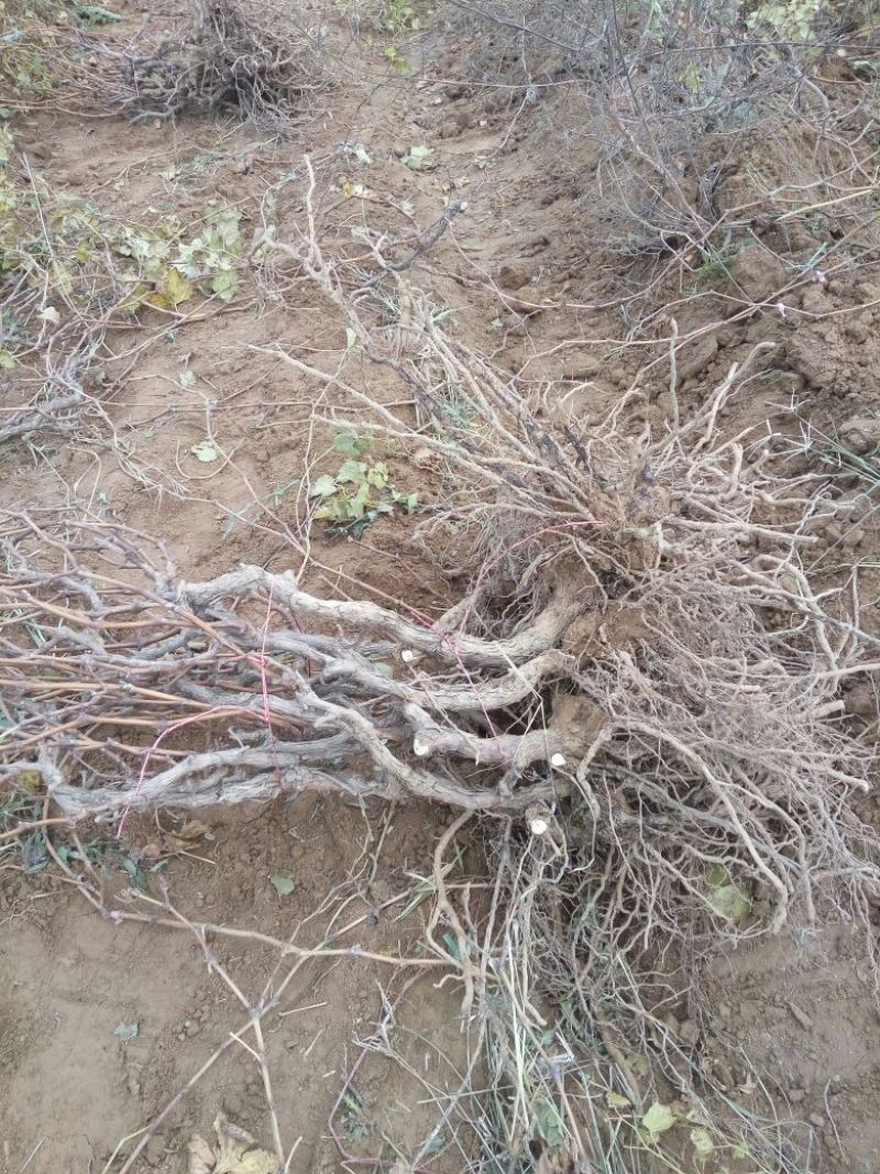 葡萄树1.1~1.5m各种规格齐全淘汰葡萄树苗大量