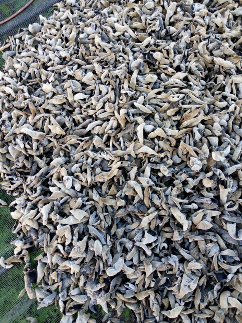 干木耳一级