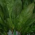 大叶菠菜15~20厘米