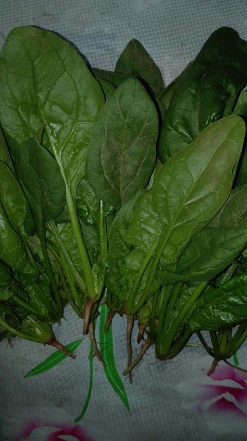 大叶菠菜15~20厘米