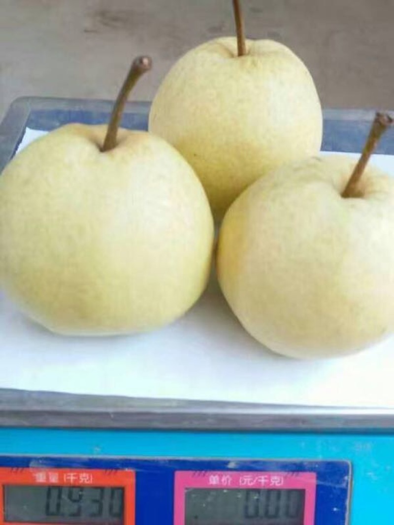 山西临猗贡梨纸袋膜袋，400~450g品质好货