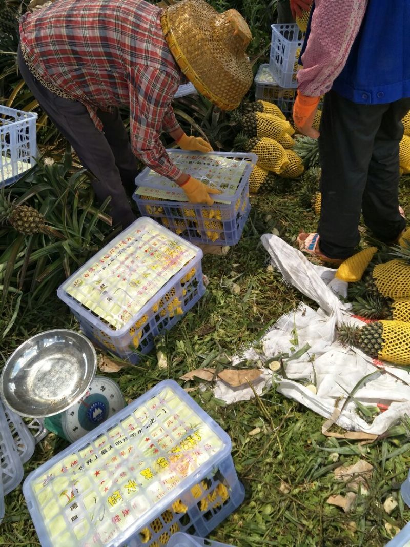 海南风梨金钻十七号凤梨欢迎来电地头装货