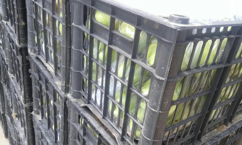 红香酥梨150~200g光果