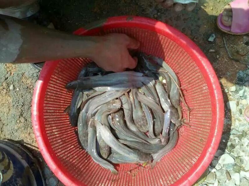 池鲤鱼食用1~2公斤