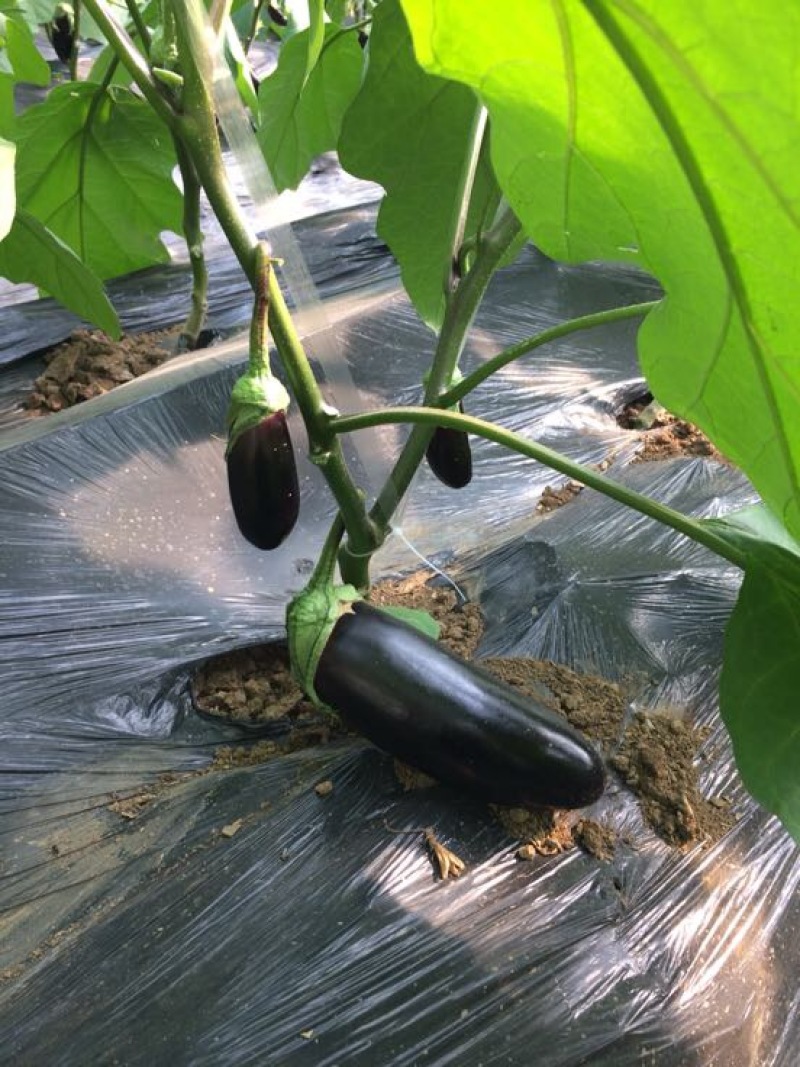 长茄子温室大棚765长茄条形直，质量好，黑茄子