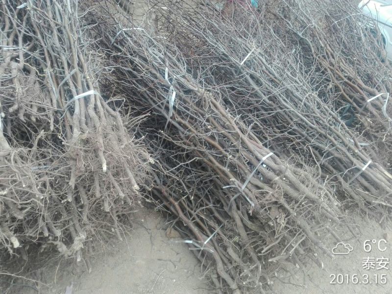 枣树2cm以下2~4cm4cm以下