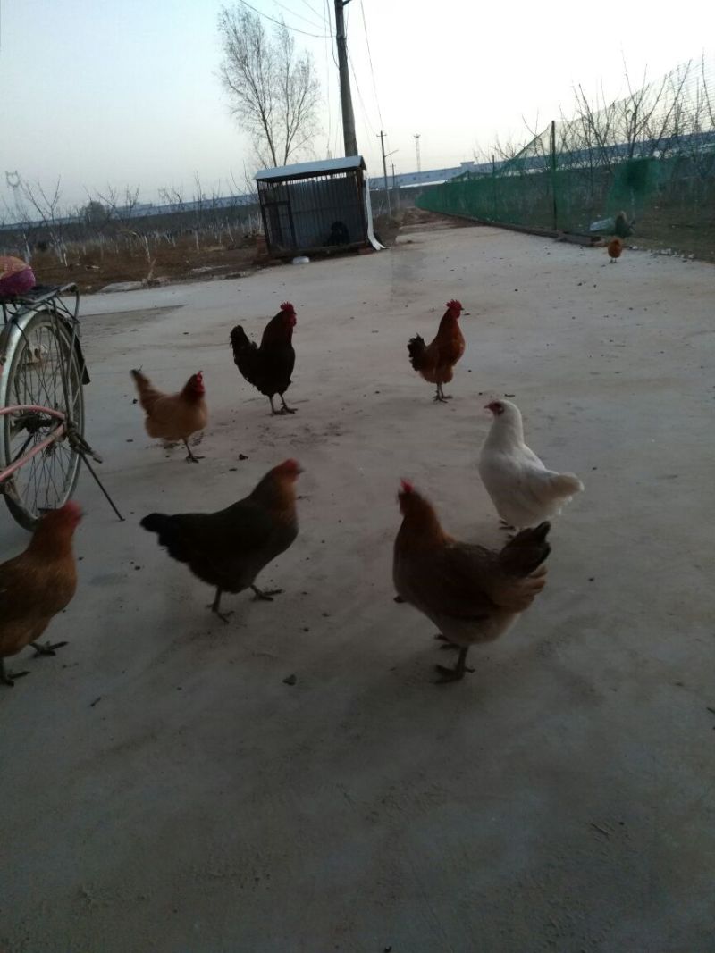 麻黄鸡12月以上