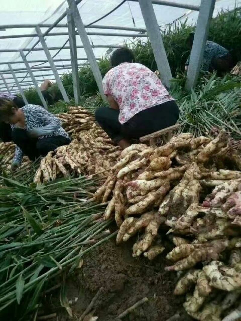 红芽嫩姜产地批发鲜姜大量上市大棚鲜姜货源充足