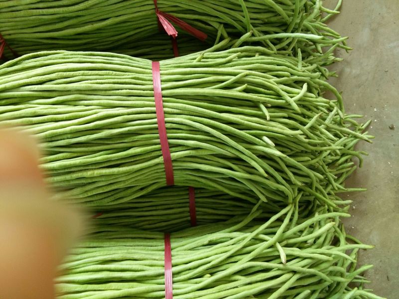 绿豆角，青豆角，白豆角长60厘米以上，质量上乘