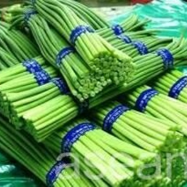 冷库蒜薹热销中40~50厘米。。。。。。。。。。。