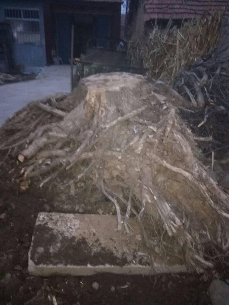 造型树