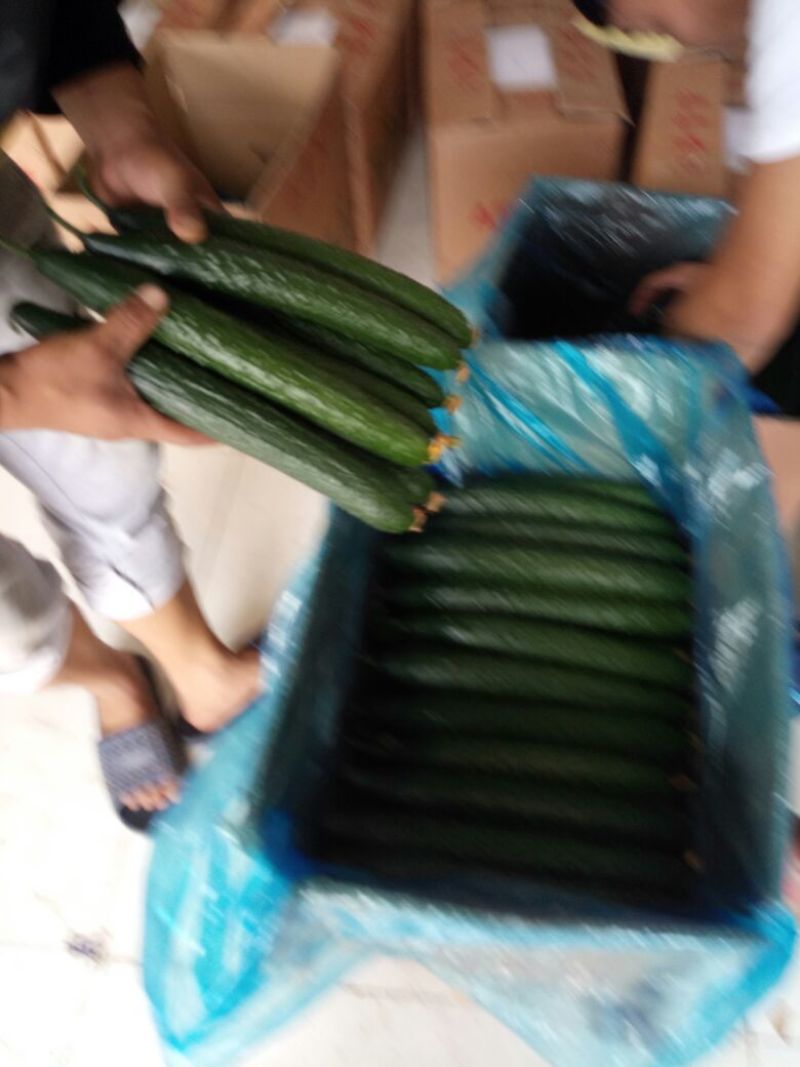 黄瓜22~25公分鲜花带刺，欢迎新老客户前来选购。