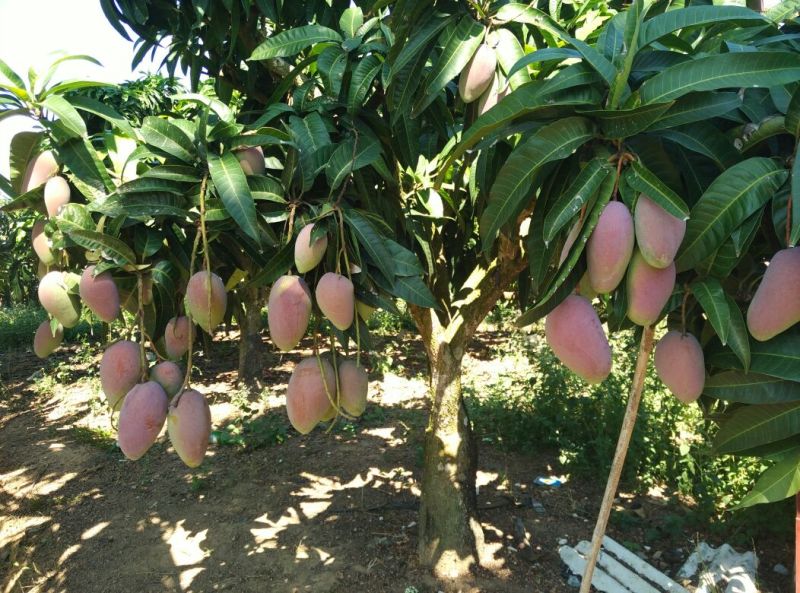 田阳贵妃芒小贵妃水分足甜度高，电商市场货支持线上交易