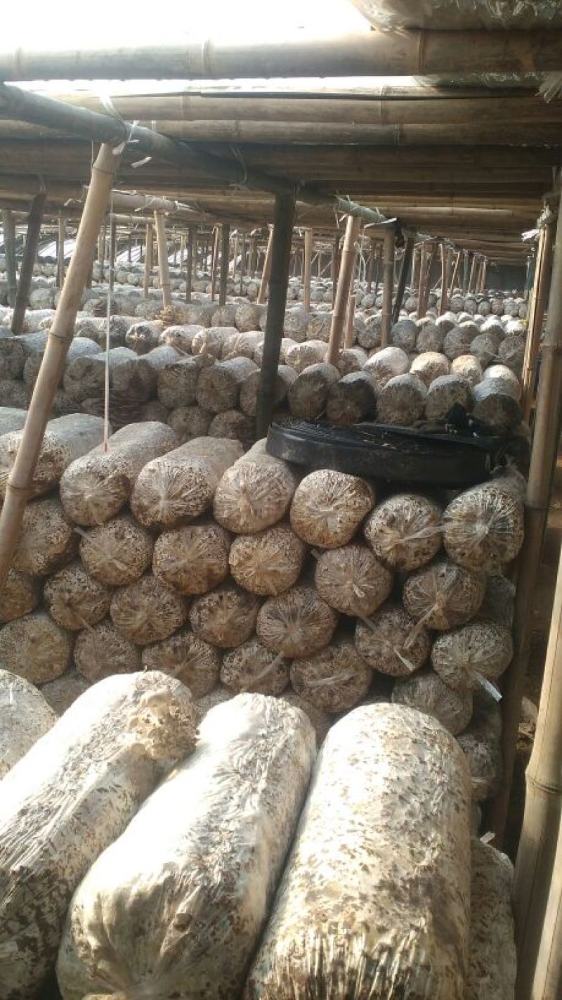 【优选】河北平菇灰平菇3~5厘米黑色厚，一手货源