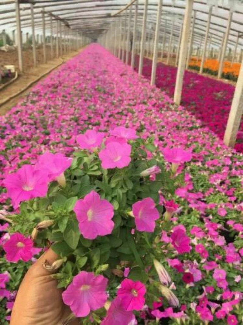 瓜叶菊种苗