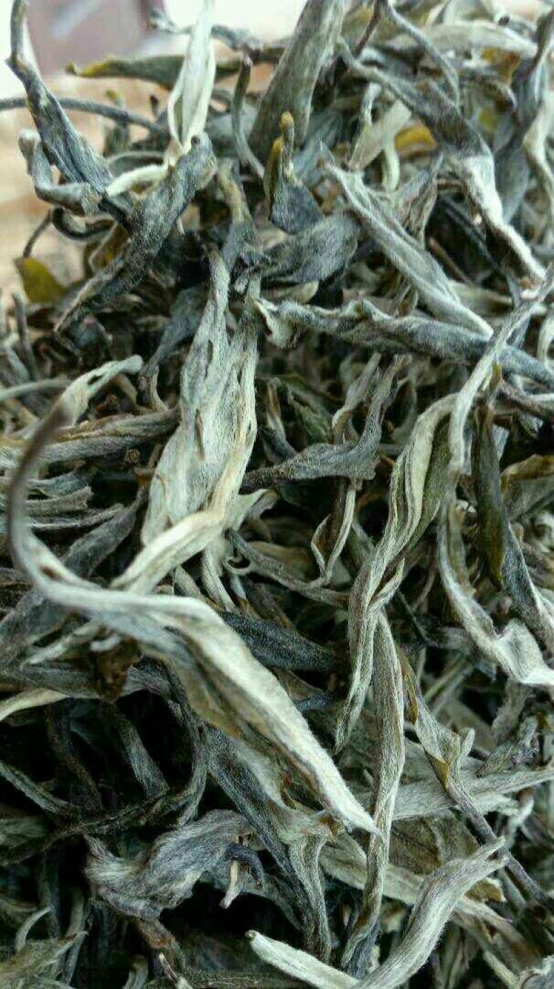 本山茶一级