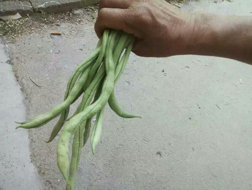 西西安市周至县架豆王豆角 15厘米以上批发_开