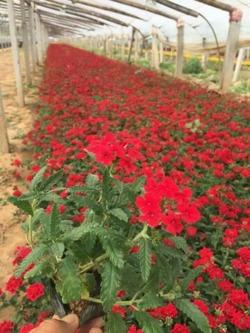 夏堇种苗夏堇小苗盆栽夏堇夏堇基地夏堇产地