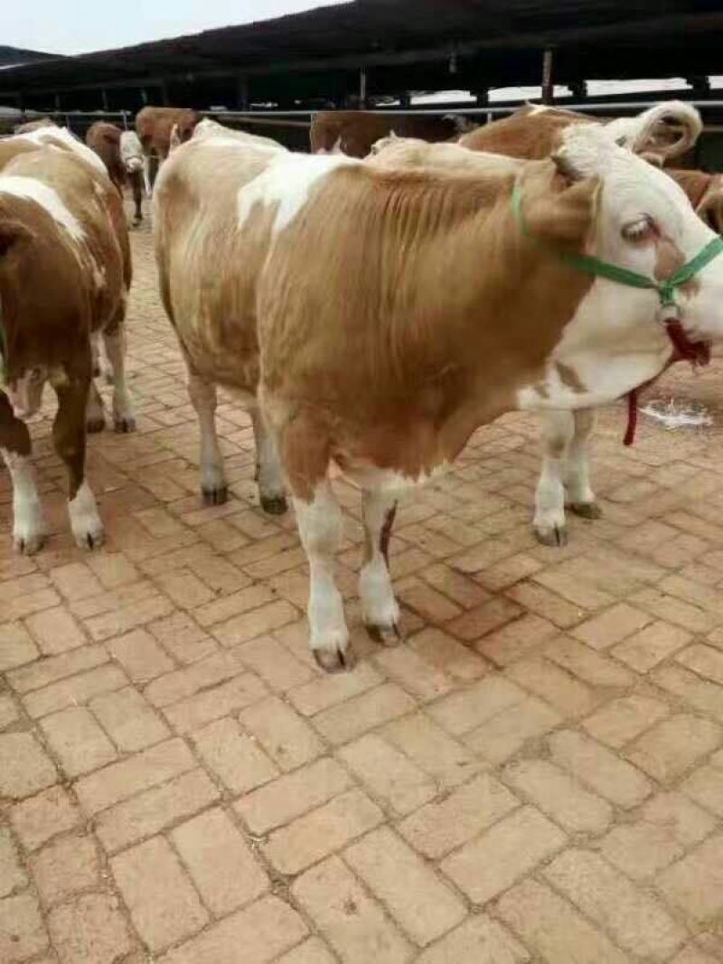 西门塔尔牛犊200~300kg