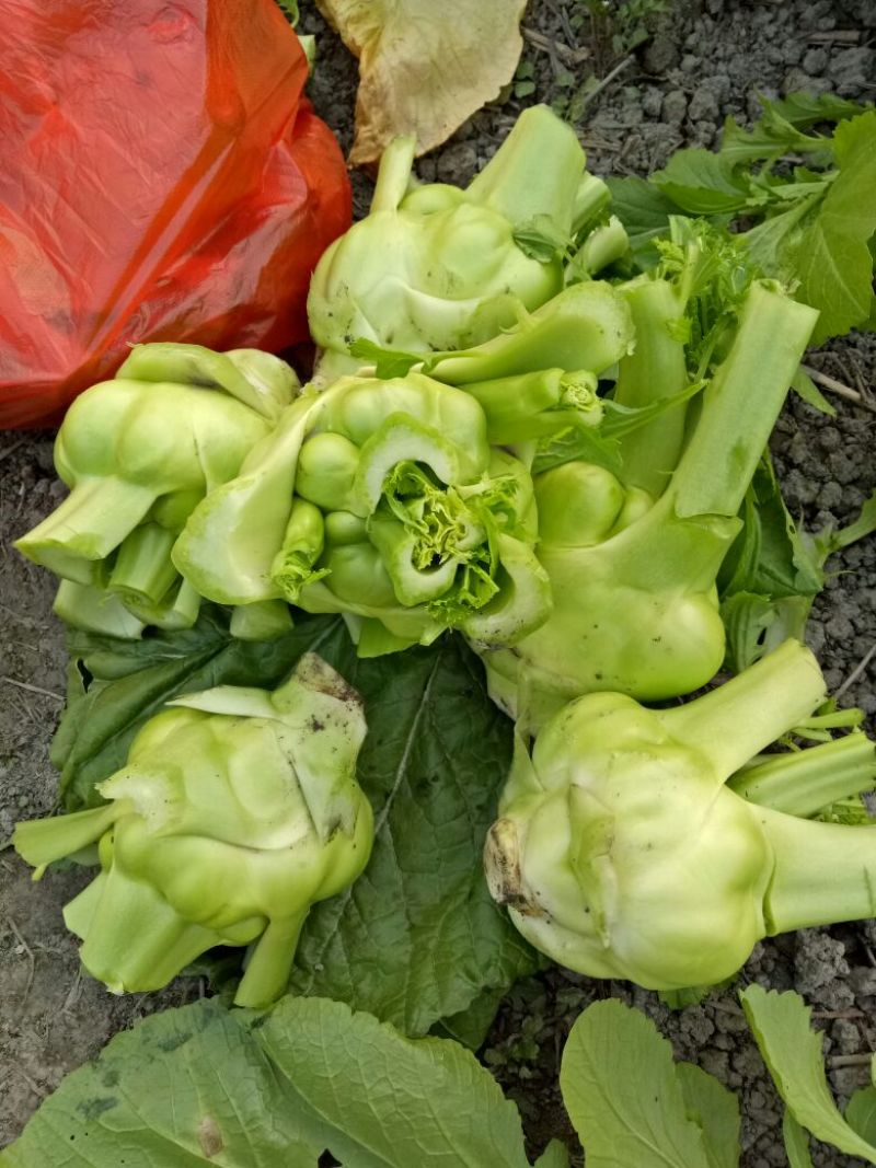 芥菜头5两以上