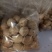 纸皮核桃30mm以上去皮干