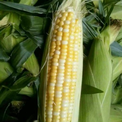 芒市农副产品综合批发市场水果玉米批发_王富