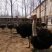 肉马