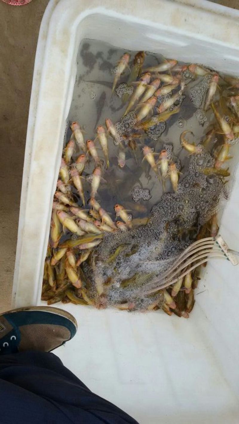 河鲤鱼食用2~3公斤