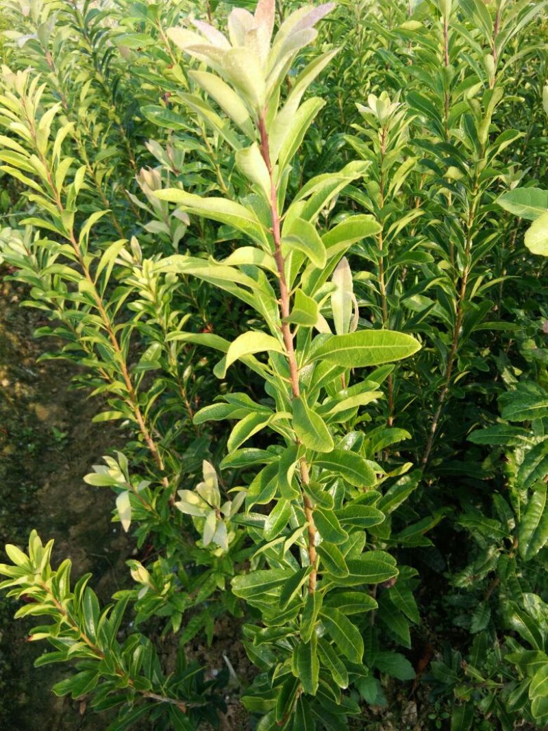 杨梅树30~50cm