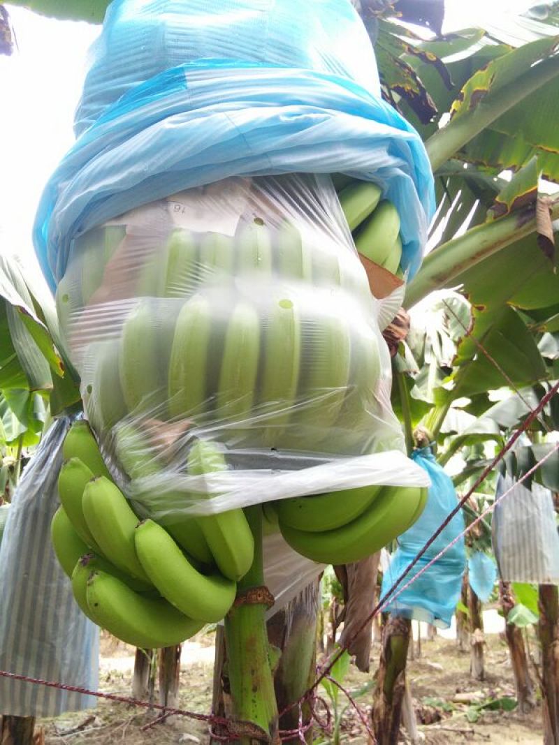 巴西香蕉七成熟