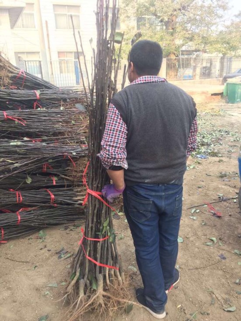 苹果树苗清地处理中，一棵也是批发价格，需要的抓紧联系
