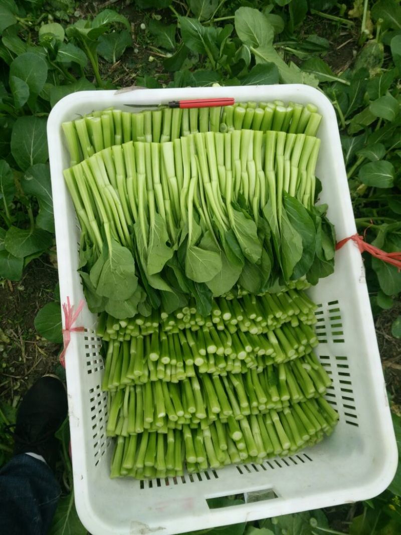 菜苔