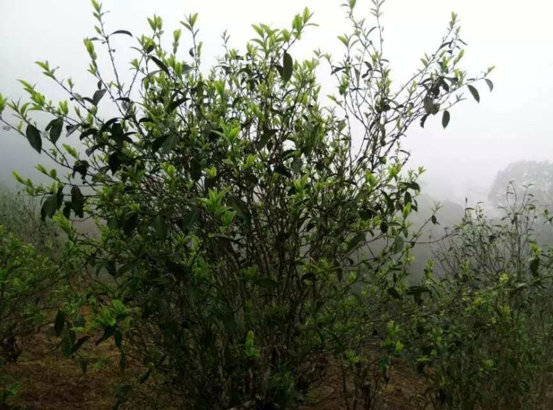 百年普洱大树茶各种检测检验合格