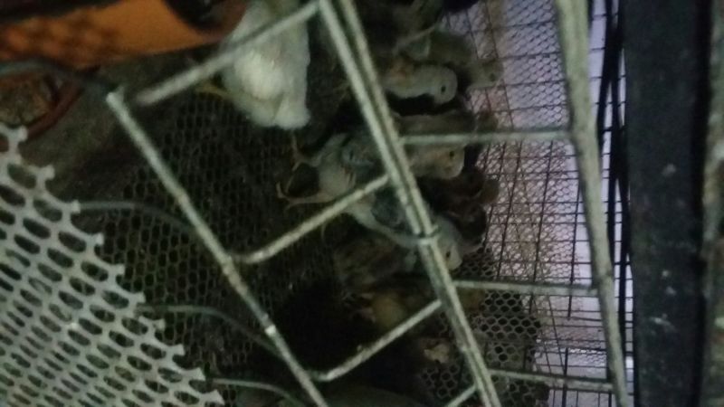 土鸡苗500克以下脱温苗