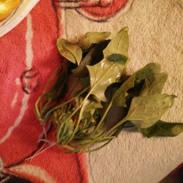 越冬菠菜10~15厘米