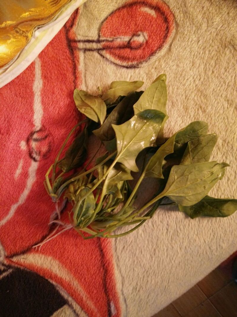 越冬菠菜10~15厘米
