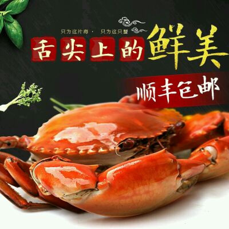锯缘青蟹食用雄蟹