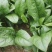 菠菜30~35厘米