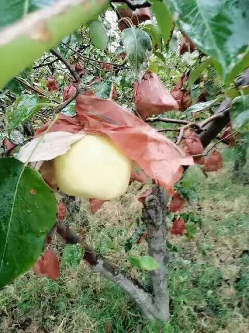 贡梨