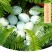 绿壳鸡蛋食用50g以下